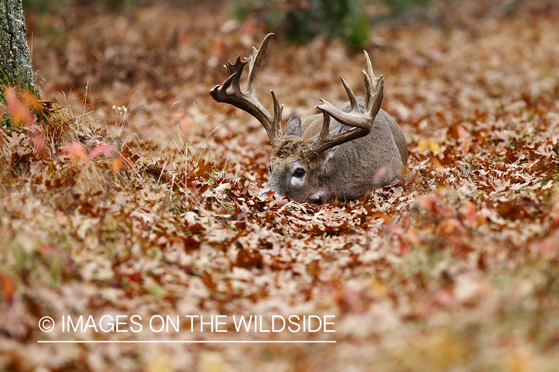 White-tailed buck laying in forest.