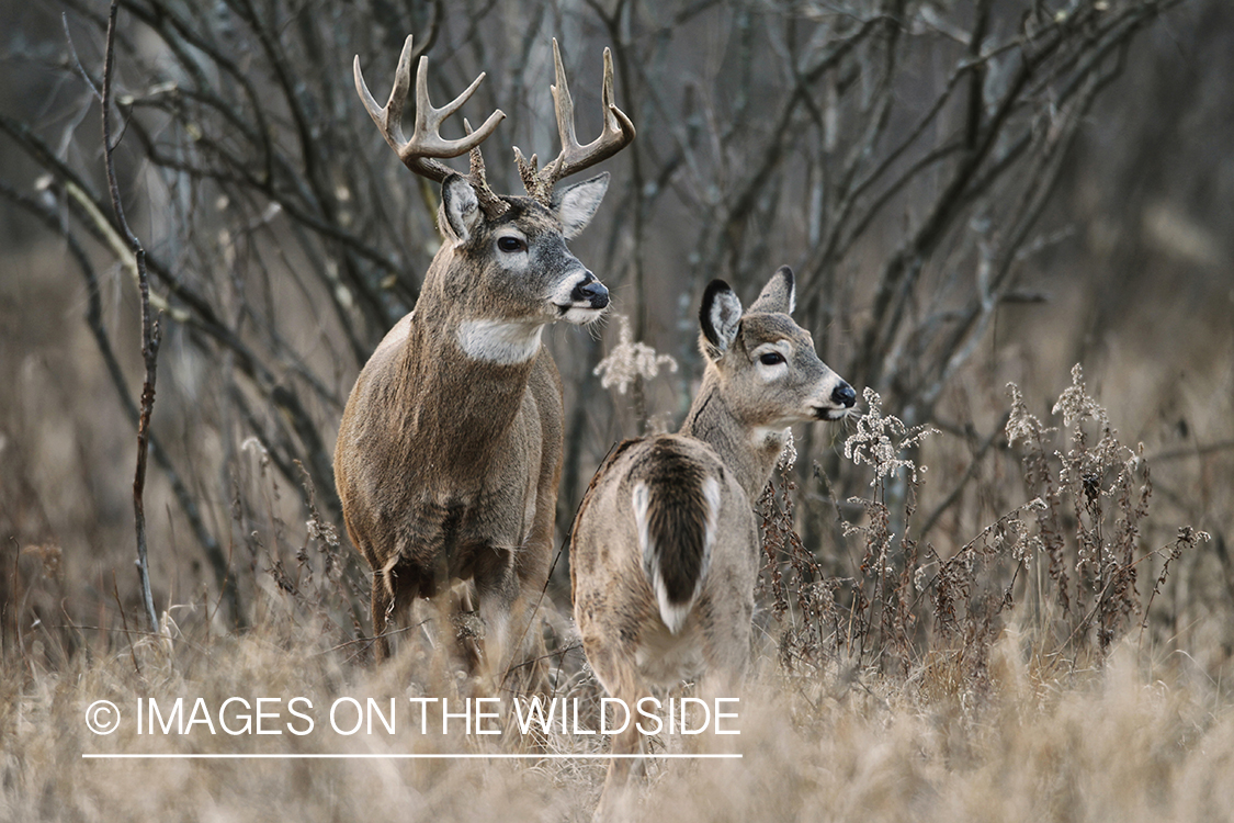 White-tailed buck with doe in habitat.