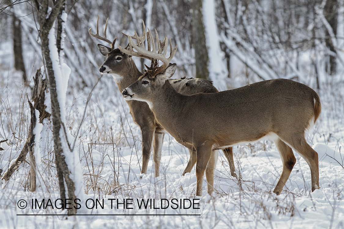 White-tailed bucks in winter habitat.