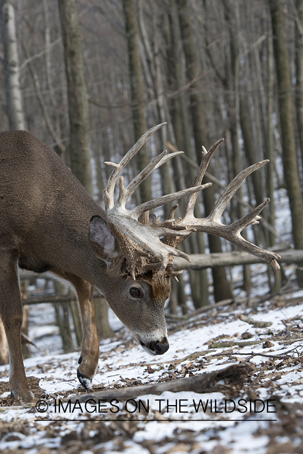 White-tailed buck in habitat.