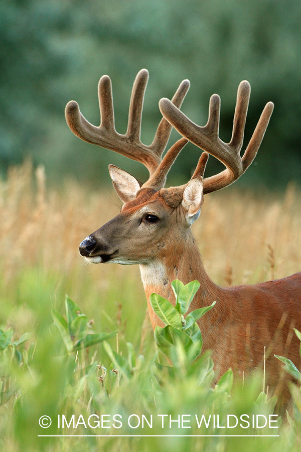 White-tailed buck in habitat.