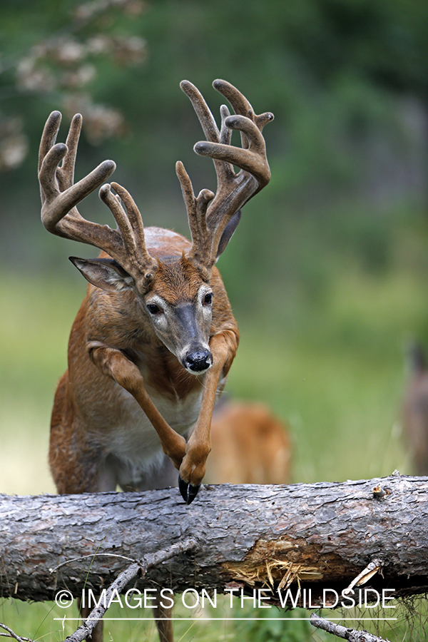 White-tailed buck in habitat.