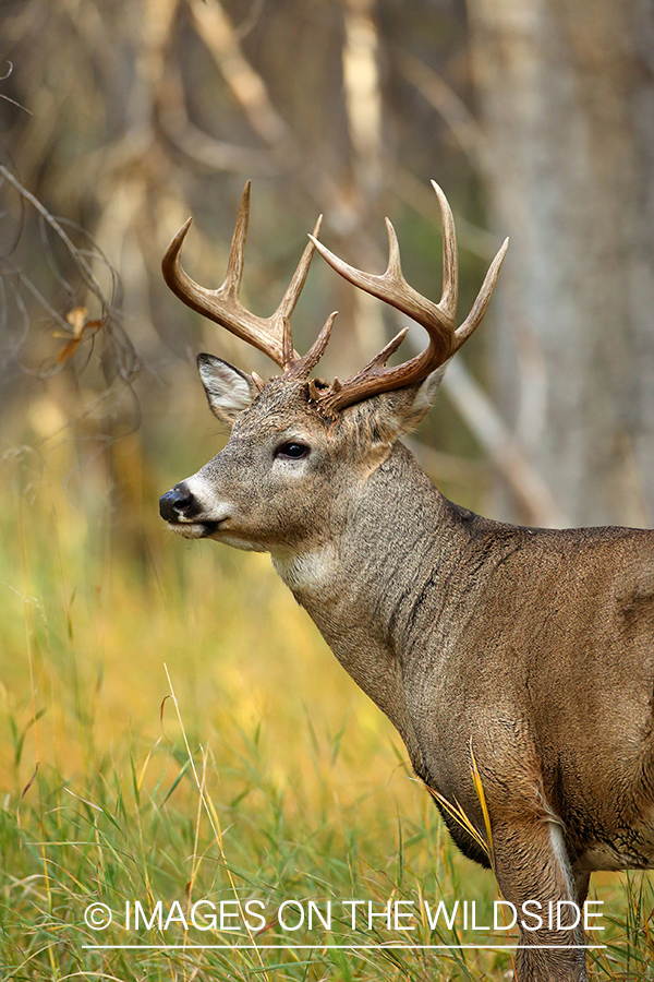 White-tailed buck in habitat.