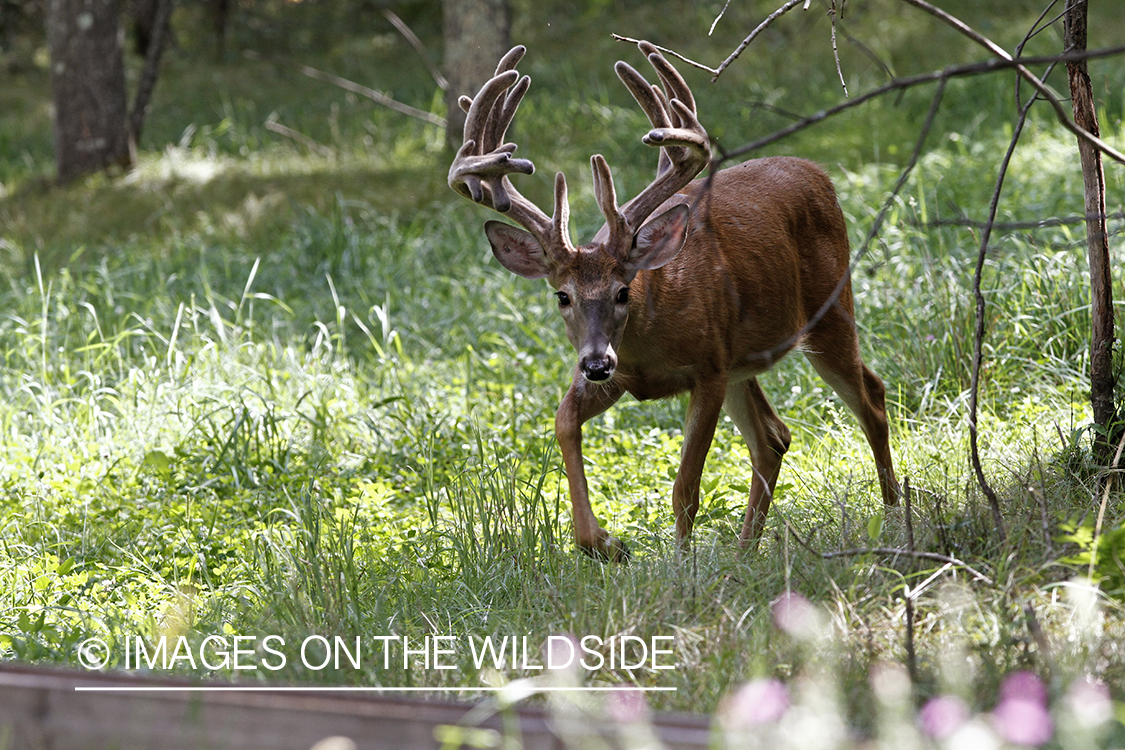 White-tailed buck in velvet.