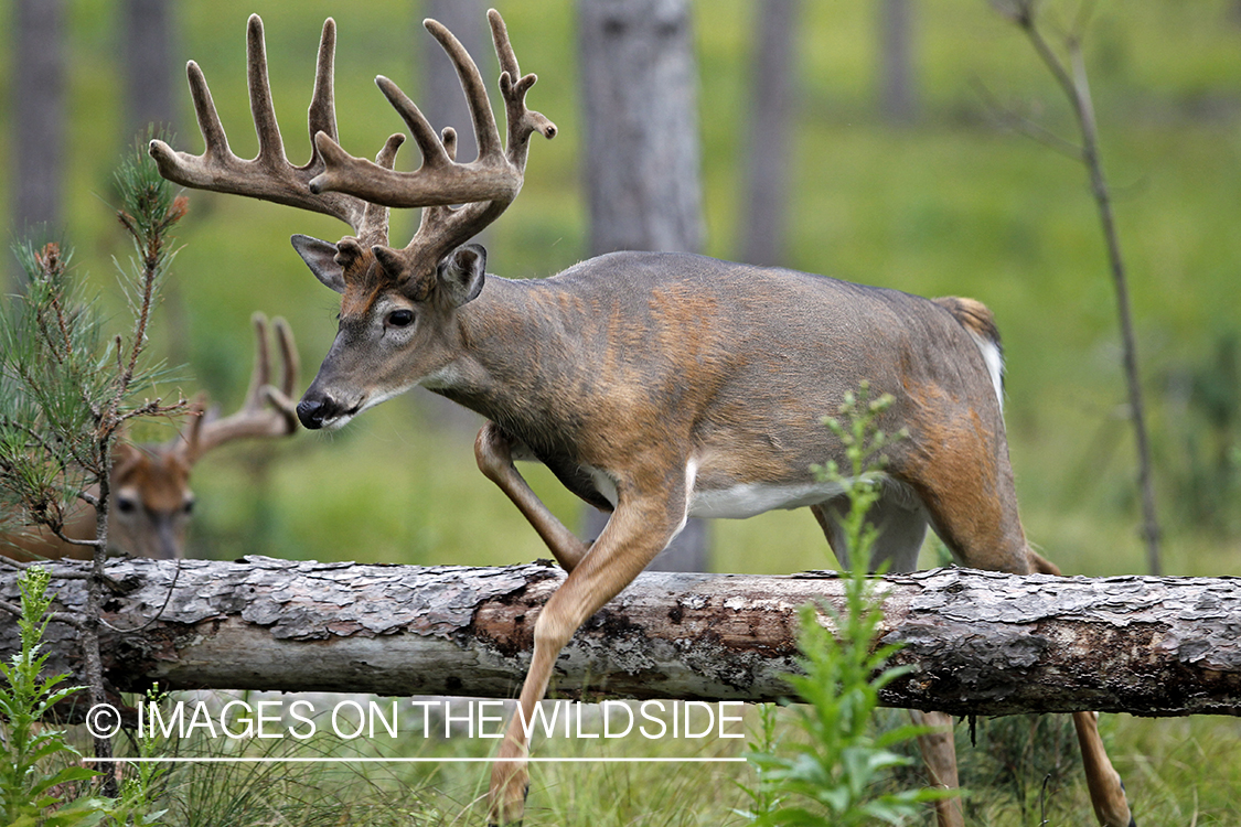 White-tailed buck in velvet jumping downed tree.