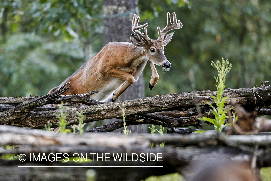 White-tailed buck jumping.