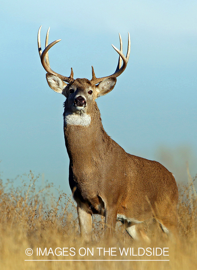 White-tailed buck in habitat.