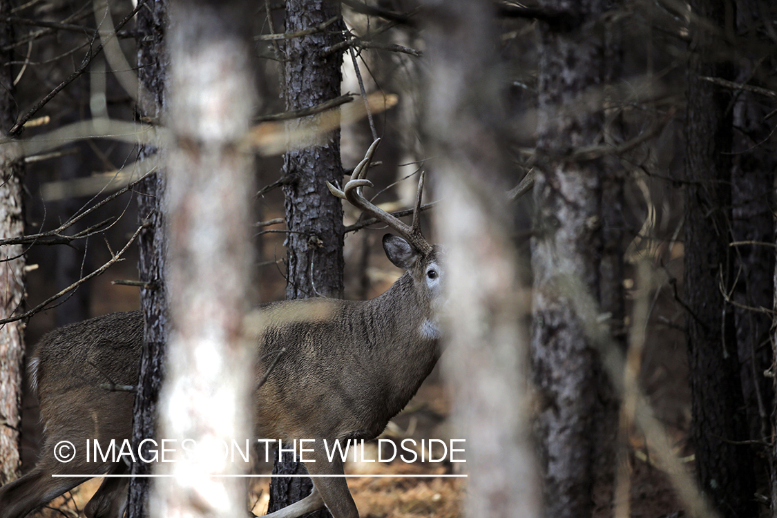 White-tailed buck in habitat.