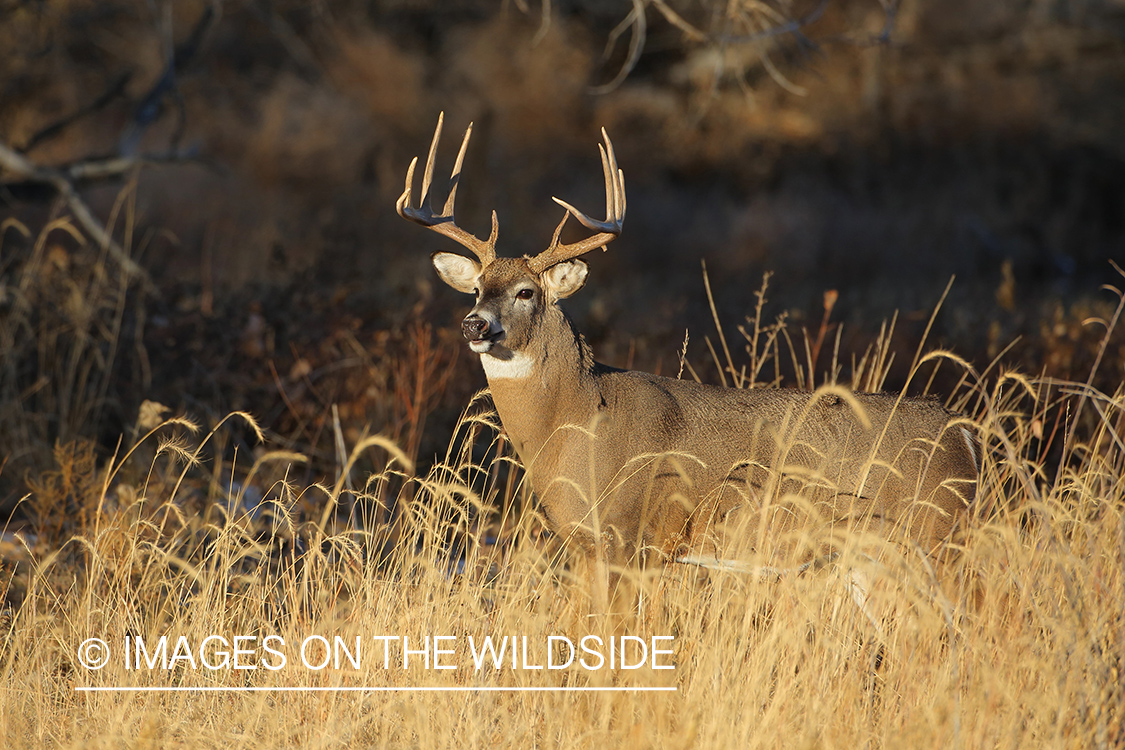 White-tailed buck in habitat.