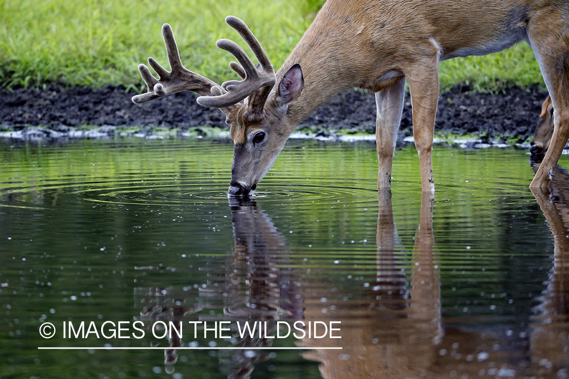 White-tailed Buck in Velvet drinking from spring.