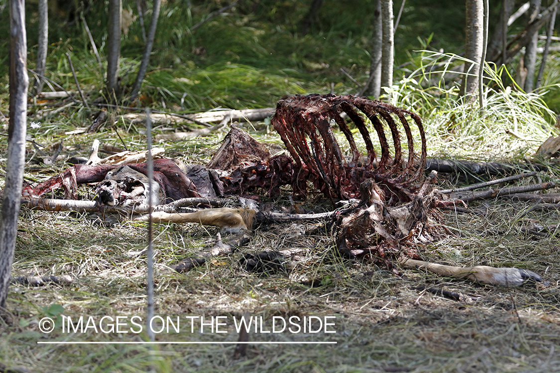 White-tailed deer carcass