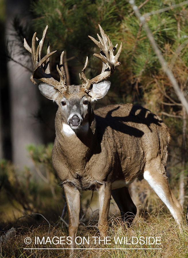 White-tailed buck in woods.