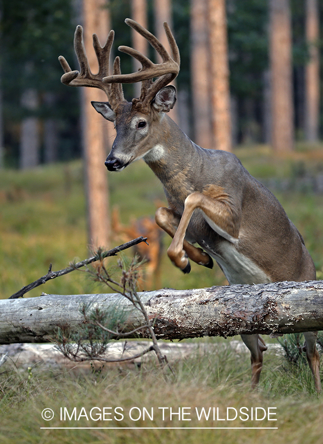 White-tailed buck jumping over log.