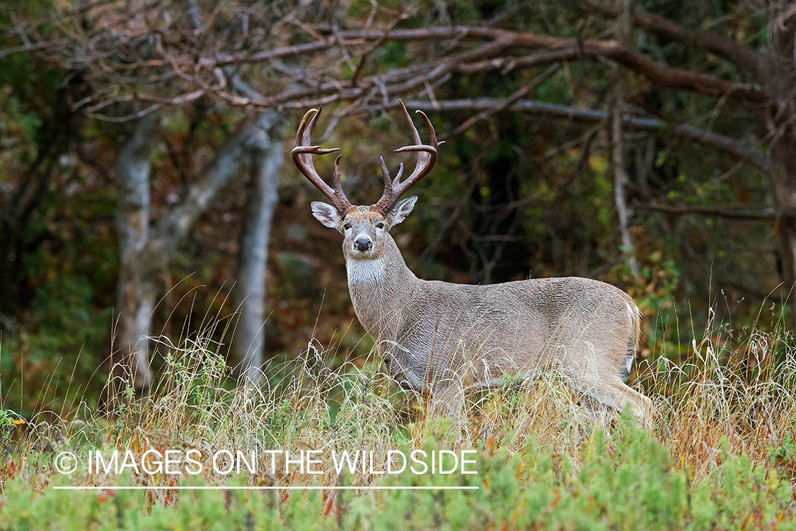 White-tailed buck in habitat.