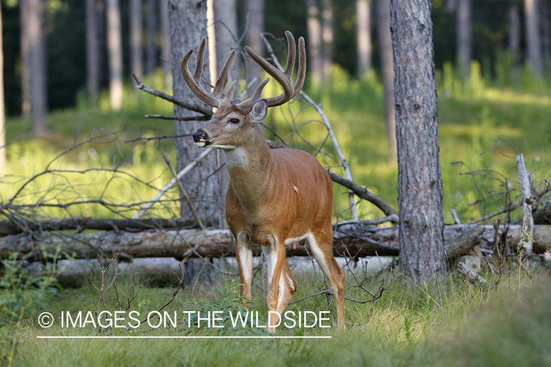 White-tailed buck in velvet.