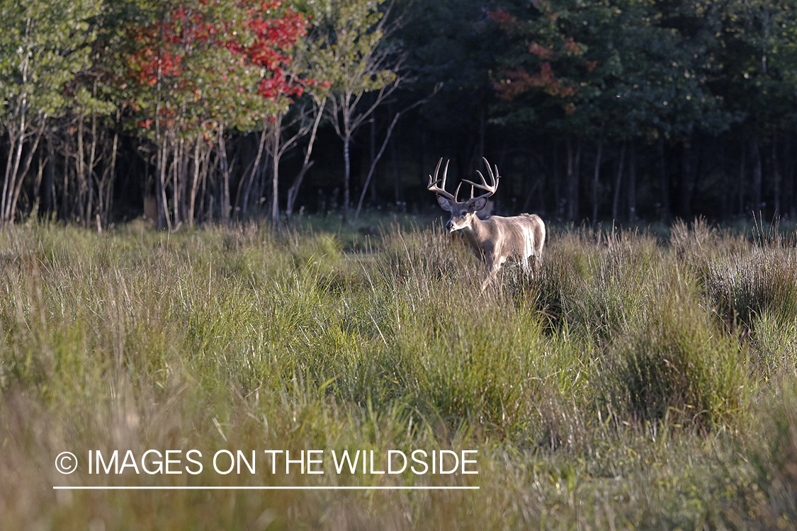 White-tailed buck in field.