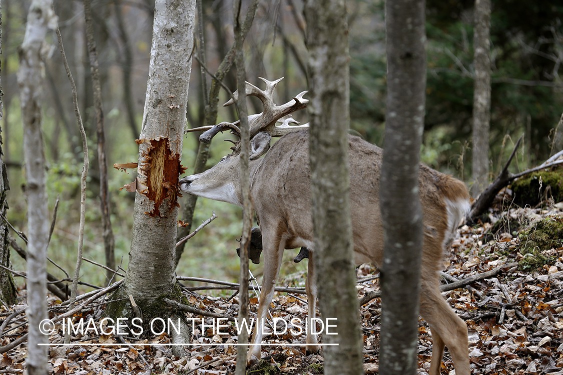 White-tailed buck checking out tree rub during the rut.