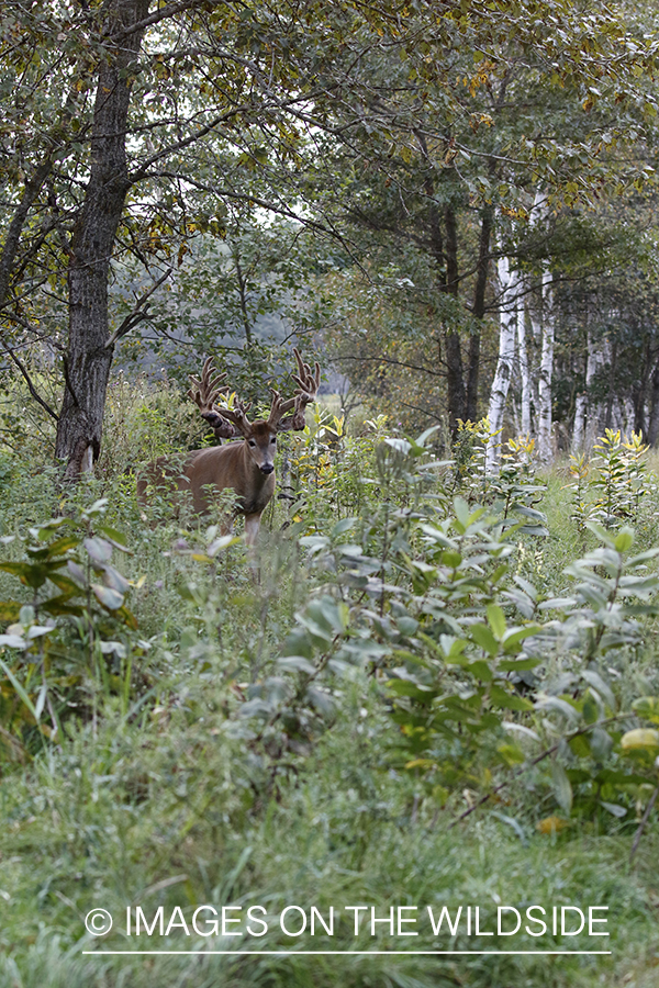 White-tailed buck in field.