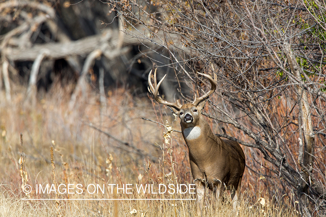 White-tailed buck making scrape.