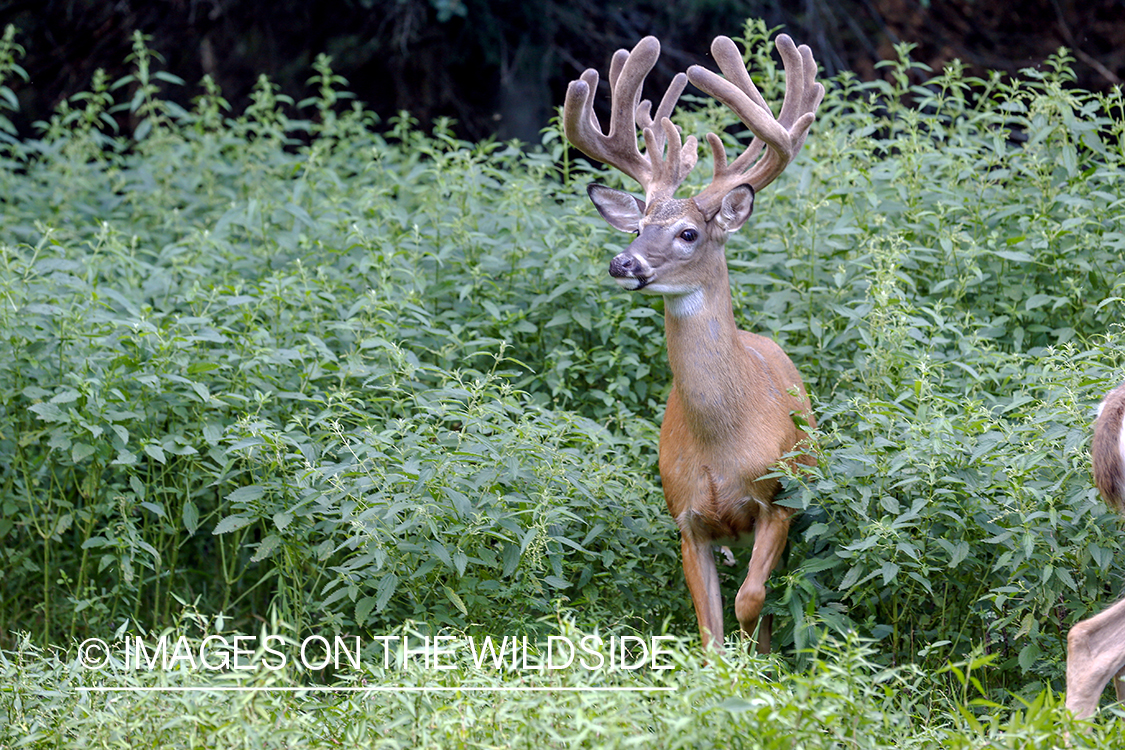 White-tailed buck in Velvet.