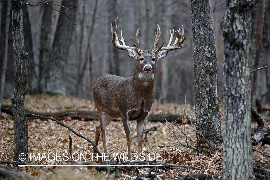 White-tailed buck in the rut.