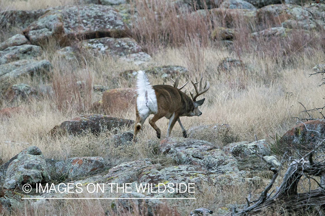 White-tailed buck in field.