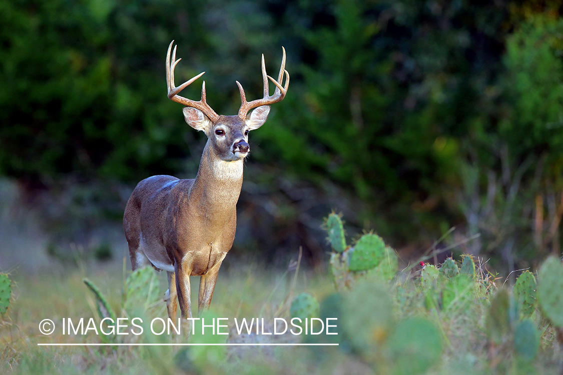 White-tailed buck in the Rut.