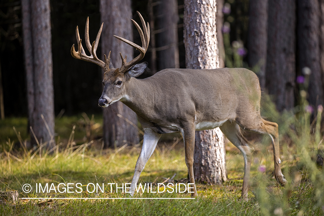 White-tailed buck in field.