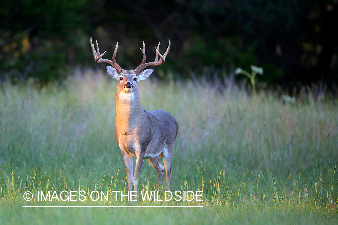 White-tailed buck in field.