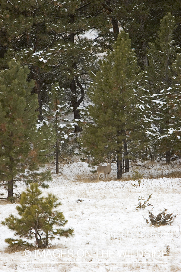 White-tailed deer buck in woods.