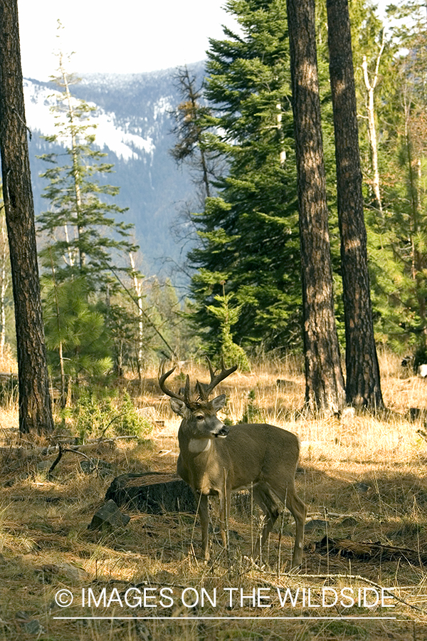 White-tailed deer in habitat