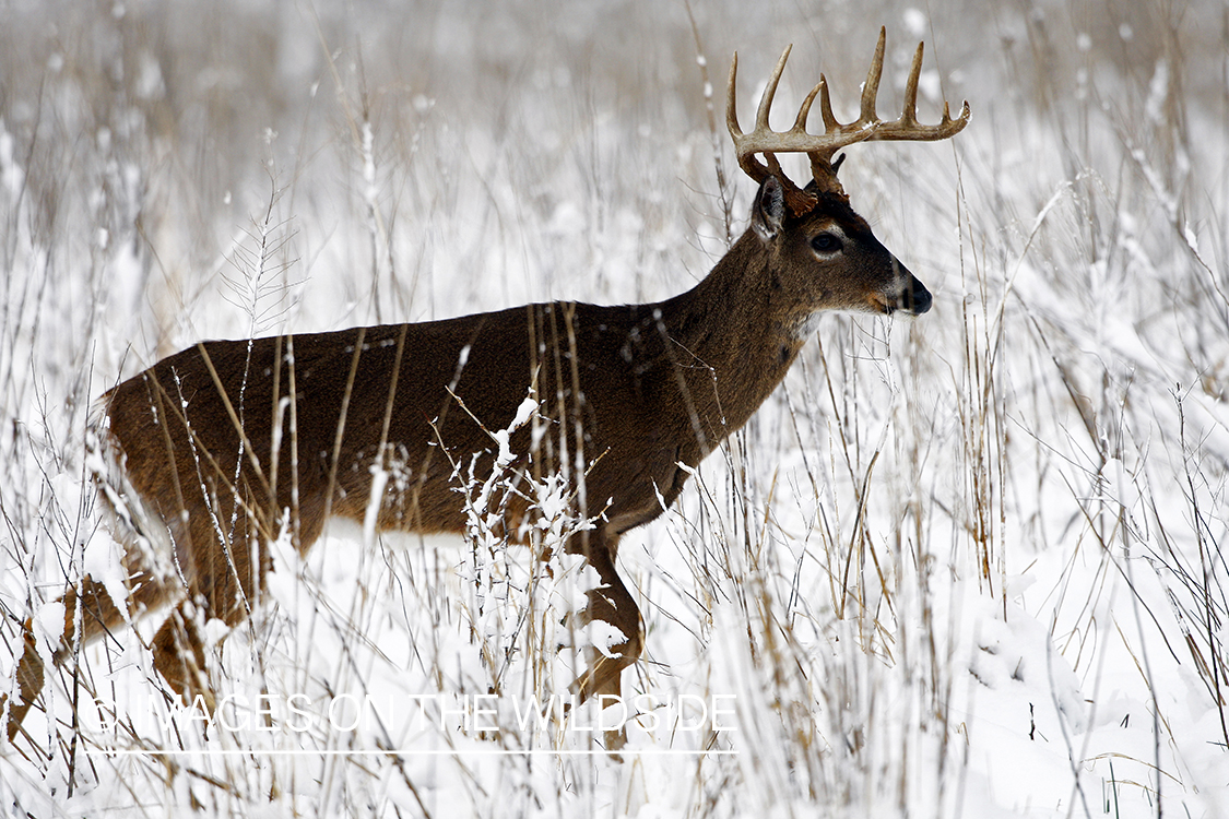 White-tailed deer in winter habitat