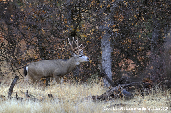 Blacktail buck in habitat.