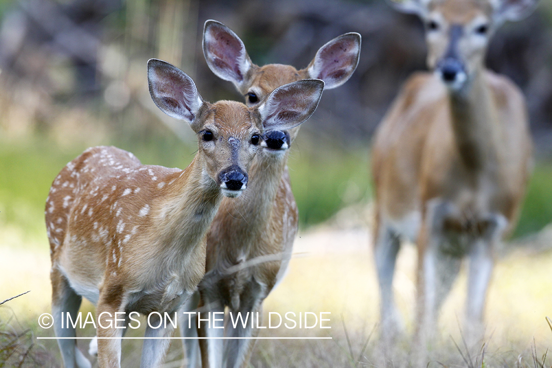 White-tailed fawns in habitat. 