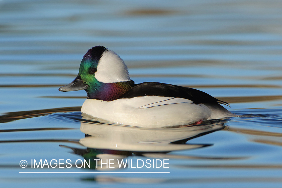 Bufflehead Drake