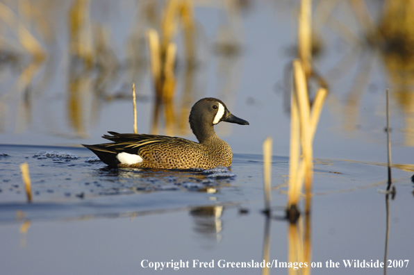 Blue-winged teal duck