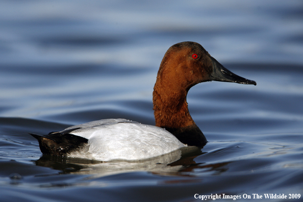 Canvasback Drake