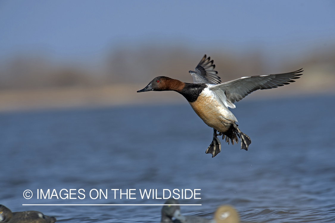 Canvasback in flight.