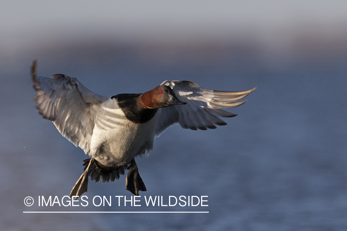 Canvasback drake in flight.