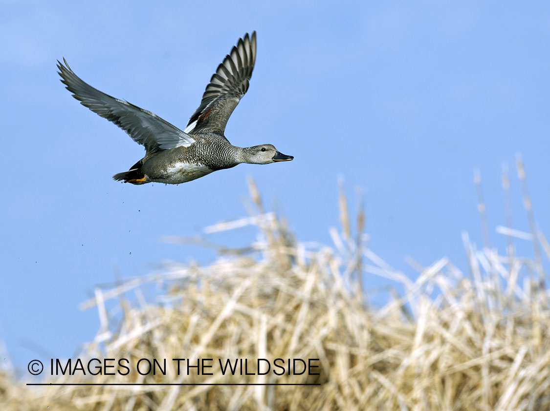 Gadwall duck in flight.