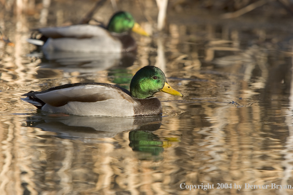 Mallards on pond.