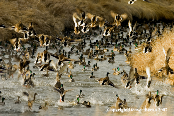 Mallard ducks in flight