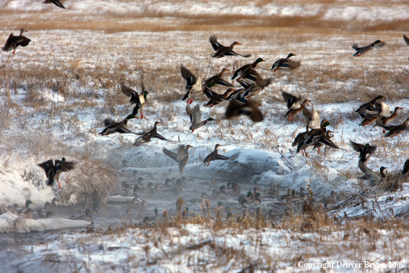 Mallard Ducks/Flock