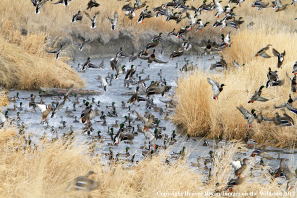 Large flock of mallards in flight. 