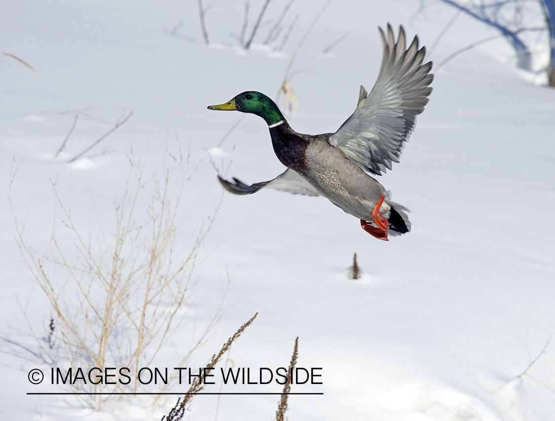 Mallard duck in flight.