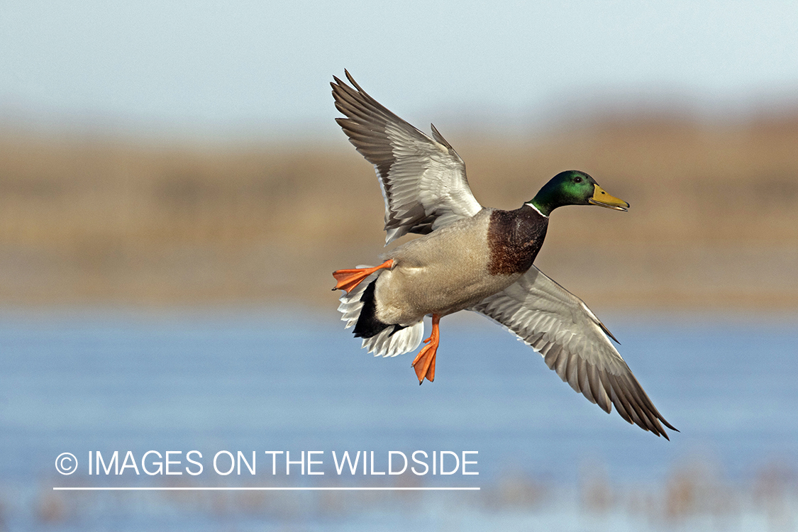 Mallard drake in flight.