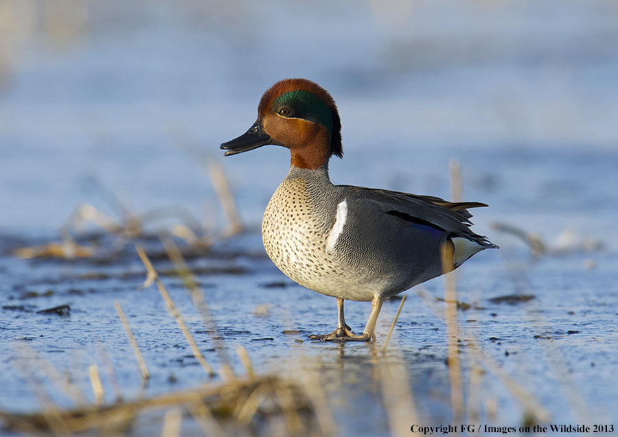 Green-winged teal in habitat.