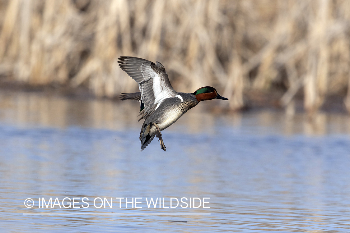 Green-winged Teal in flight.