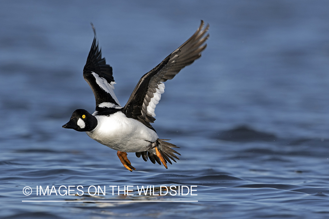 Common Goldeneye in flight over water.