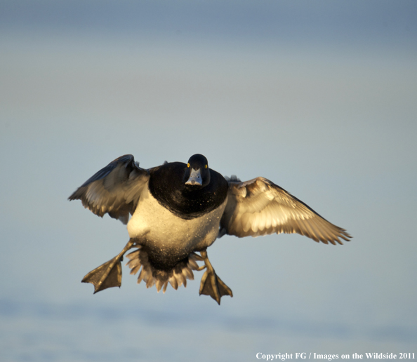 Lesser Scaup landing on water. 